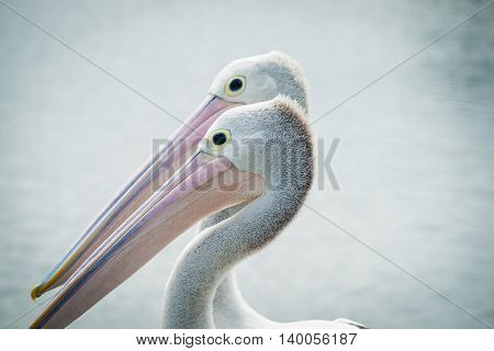 Australian pelican pair together facing same direction.