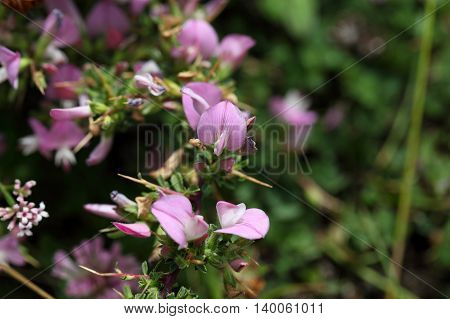 A flowering spiny restharrow (Onosis spinosa) in Southern Europe.