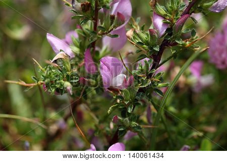 A flowering spiny restharrow (Onosis spinosa) in Southern Europe.