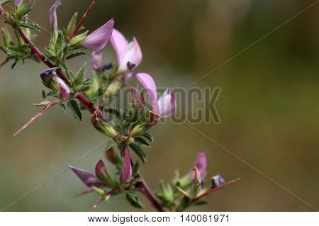A flowering spiny restharrow (Onosis spinosa) in Southern Europe.