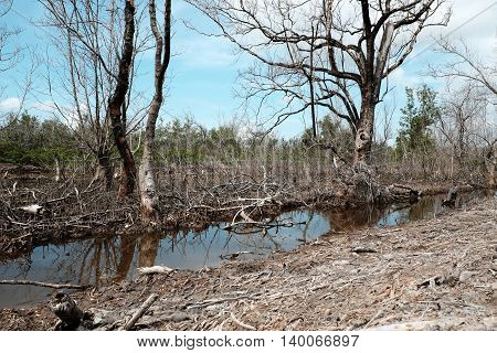Dry Mangrove Forest, Dried Tree