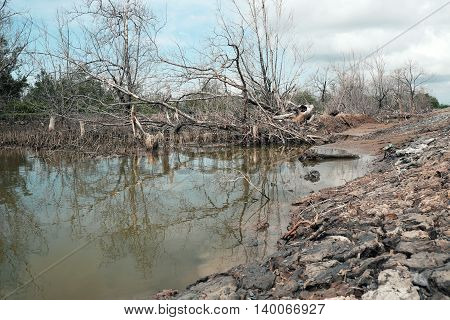 Dry Mangrove Forest, Dried Tree