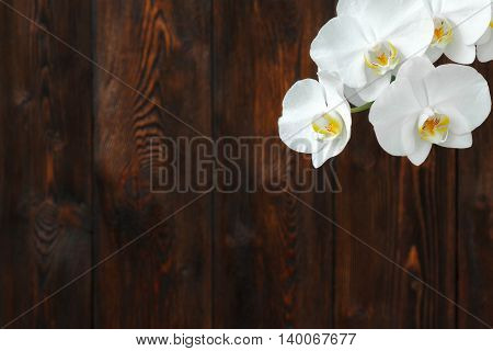 White orchid flower with drops on a dark wooden background close-up copy space