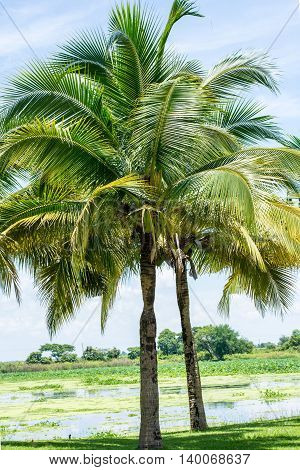 Coconut trees in the park palms, travel