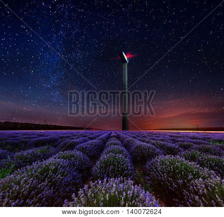 Lavender flower blooming fields in endless rows. Night shot.