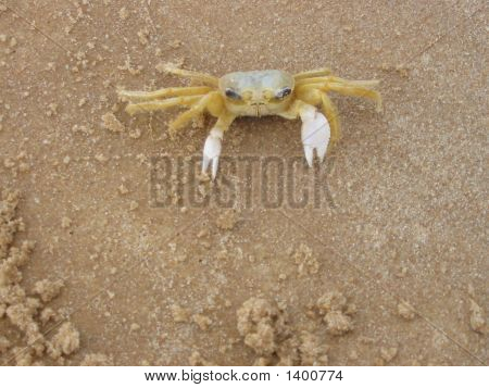 Brazylijski Krab