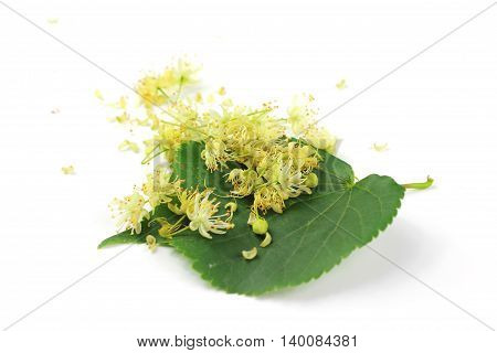 Tilia cordata (linden buds flower leaf) on white background with shadow.