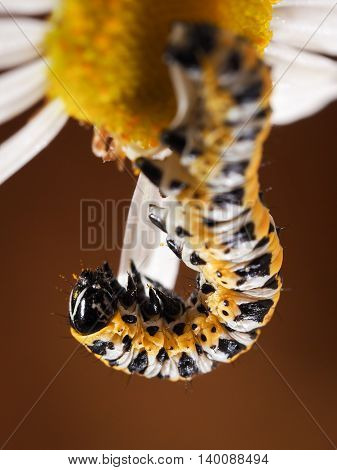 Pest Caterpillar on flower camomile. Yellow and black caterpillar color. macro