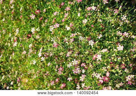beautiful gypsophila flower in garden - Gypsophila paniculata L.