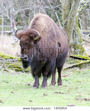 Buffalo2_Color