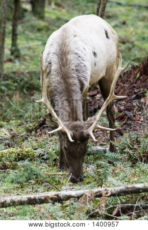 Elk2