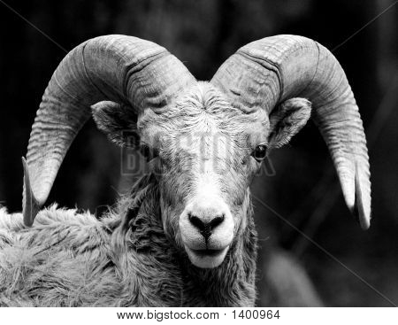 Ram1_Bw