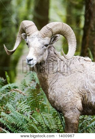 Ram2_Color