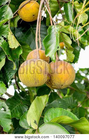 close up ripe Sandoricum koetjape fruit in nature garden
