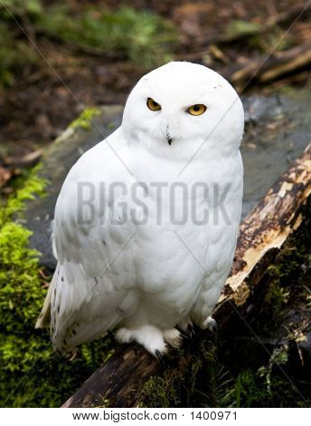 Snow_Owl