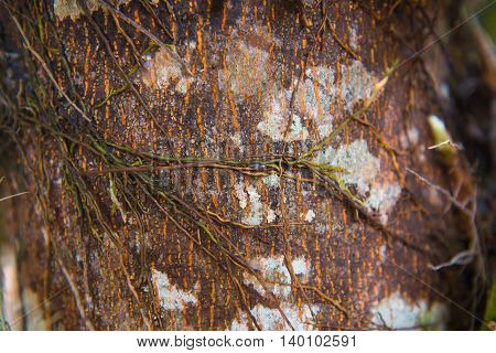 parasite plant living and plant growing on trees in forest