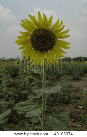 Sunflower with sunflower field in Thailand .