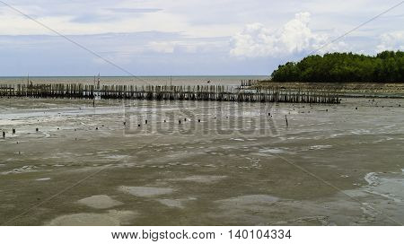 Bamboo wall protect scour from sea tide at seashore.