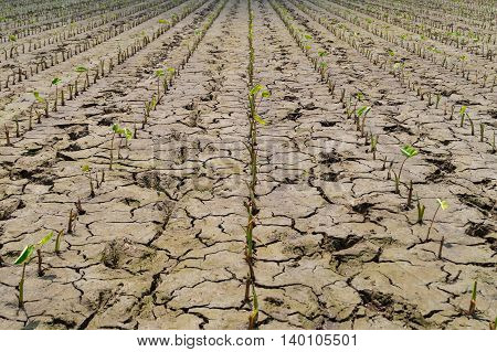 Vegetable plantation Plant is row in Thailand .