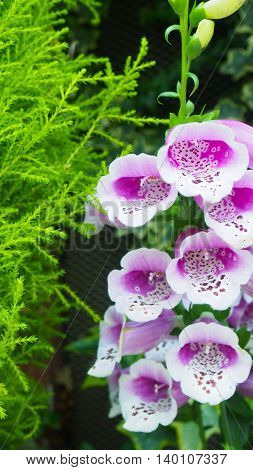 Beautiful Foxglove flowers in a botanical garden