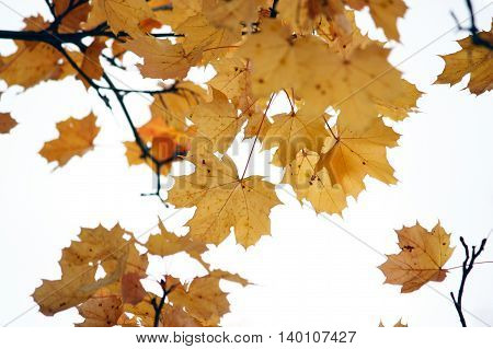 Autumn leaves - view in treetop - autumn colorspace