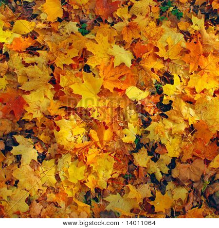 Hoop van de herfst gele bladeren