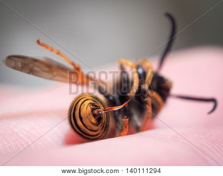 Dead insect wasp on a man's hand. The sting of a wasp closeup