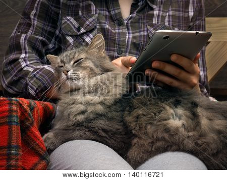 Female Hands, Teenager. The Tablet. Fluffy Gray Cat. Concept, Idea - The Convenience, Comfort, Commu