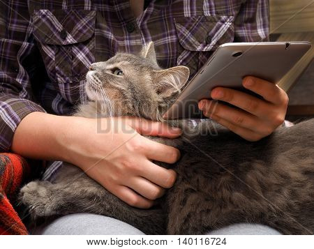 Female Hands, Teenager. The Tablet. Fluffy Gray Cat. Concept, Idea - The Convenience, Comfort, Commu