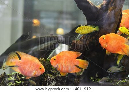 few beautiful goldfish floating in freshwater aquarium