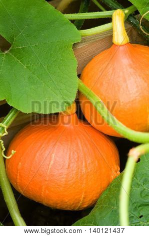 Summertime - ripe orange pumpkins in the garden