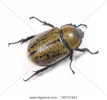 Eastern Hercules Beetle (Dynastes tityus) on a white background