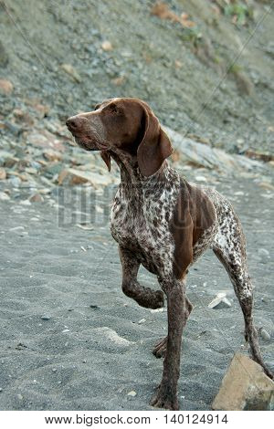 kurtshaar pedigree dog on a background of pebbles and rocky terrain