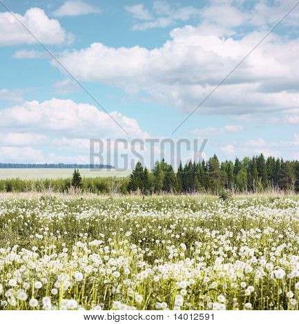 Summer meadow with dandelions under blue sky