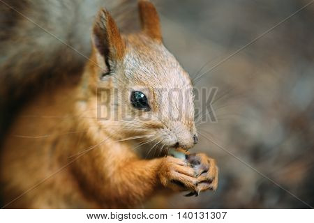 squirrel eating a nut in the park