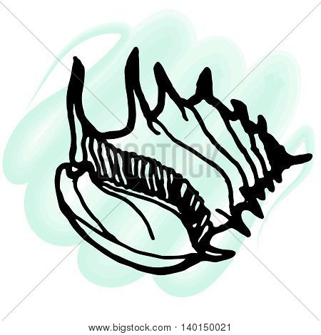 Doodles seashells icon on a white background.
