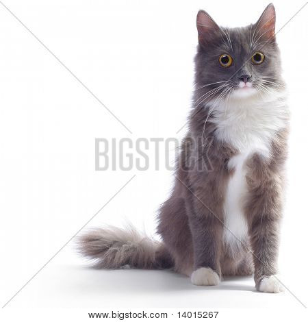 Unge kat med bange øjne ser ud til et sted