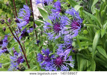 Purple flowers in a garden bed in springtime