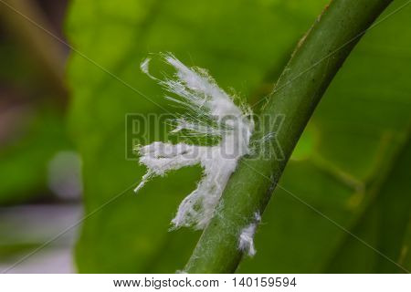 Mealy Bug Insect On Tree
