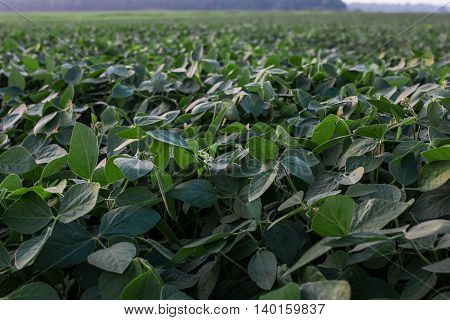 Soybean field ripening at spring season, agricultural