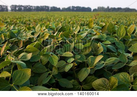 The sun lit fresh green soy pods and leaves