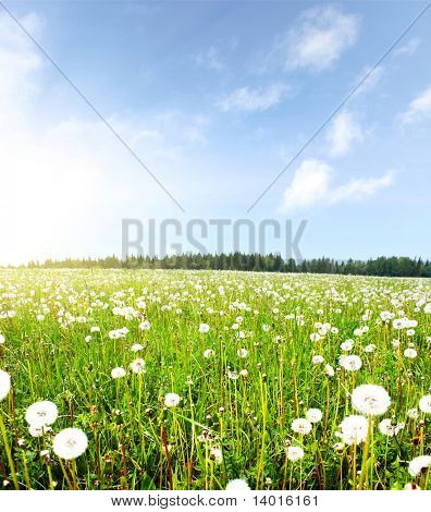 Summer meadow with dandelions and blue sky with clouds
