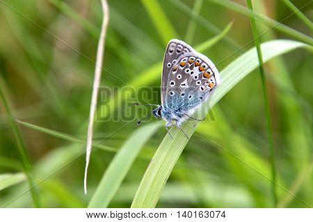 Multicolored butterfly on a meadow in summertime