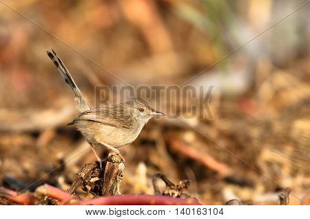 Graceful Prinia in a farm in Bahrain
