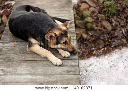 Waiting sad dog. Big dog lying on the wood bridge. Waiting or Loneliness concept. The Dog missing his owner. Selective focus.