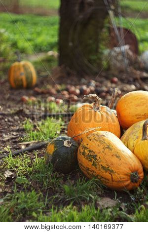 Orange Pumpkins. Autumn vegetables concept. Halloween Pumpkin vegetables from the garden in the countryside with vertical composition. Selective focus.