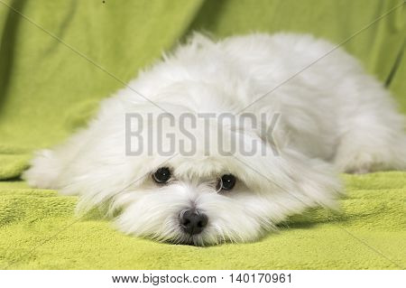 Adorable maltese dog lying in bed on a green blanket