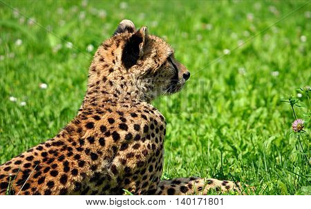 Detailed view of exotic animals -  cheetah in the grass