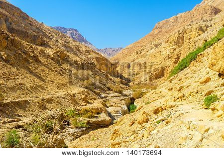 The rocky gorge boasts green plants growing along the mountain river Ein Gedi Israel.