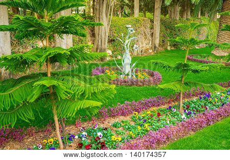 The flower beds with colorful pansies and coniferous trees in Bahai Gardens in Haifa Israel.